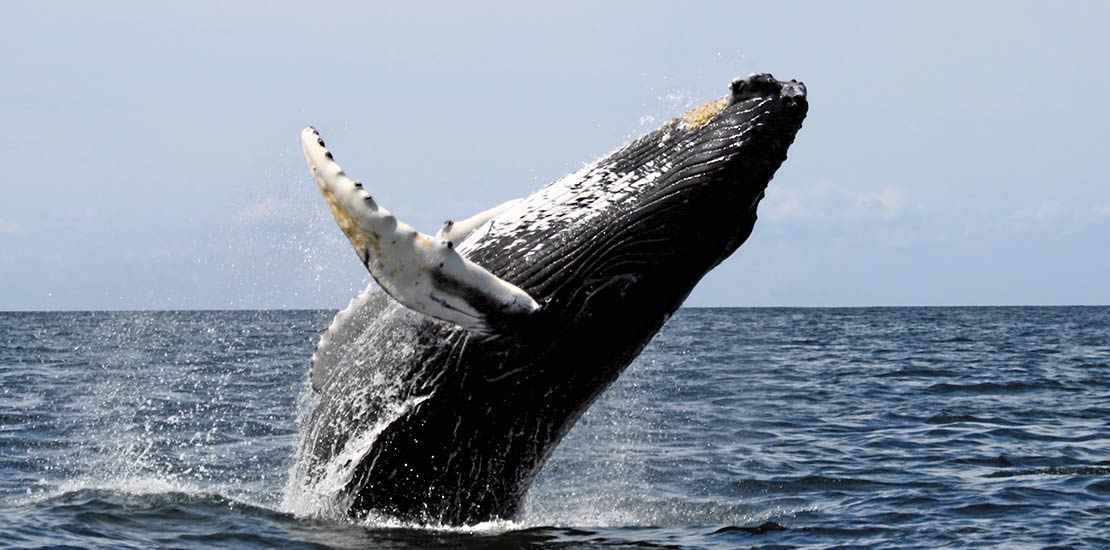 parque-marino-ballena
