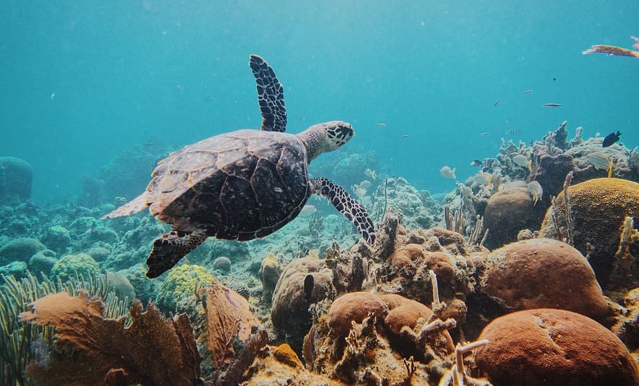 tortugas costa rica